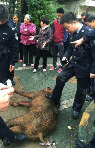 吉林桦甸一野猪跑进小区被击毙 警方处置确保居民安全